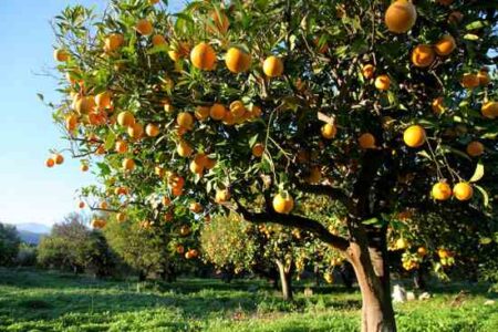 How to Start a Mini Backyard Orchard